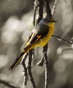 long tailed Minivet (female)
